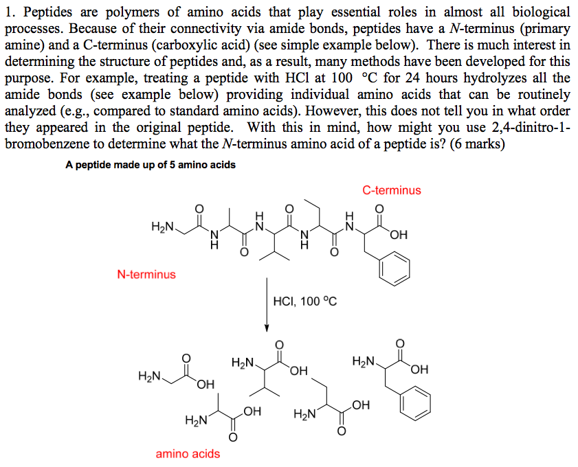 Solved How Can You Use 2 4 dinitro bromobenzene To Determine Chegg