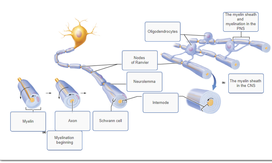 Why Is Myelin Sheath Important