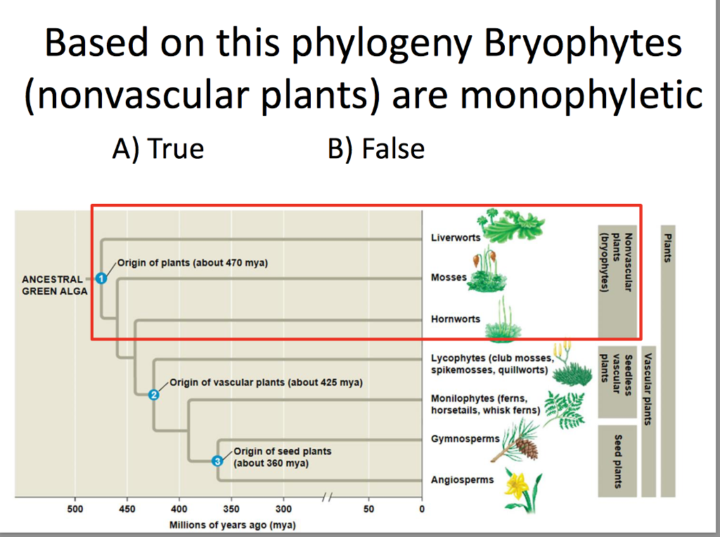 Solved Based On This Phylogeny Bryophytes (nonvascular Pl...