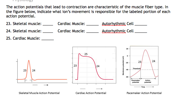 Skeletal Muscle Action Potential