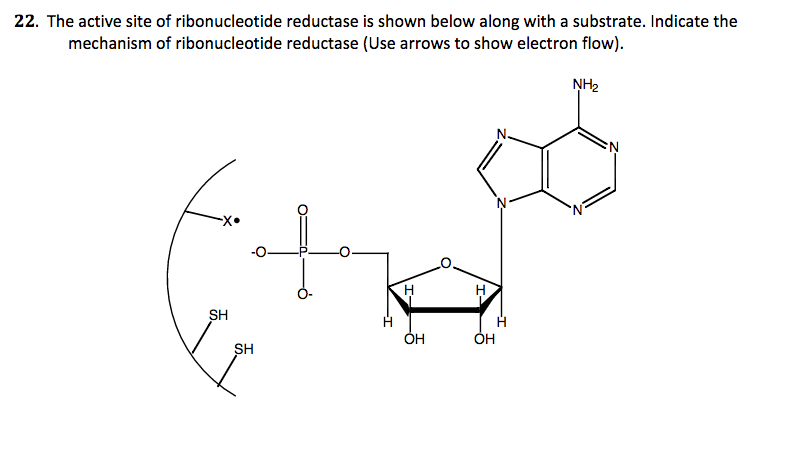 Solved 22. The active site of ribonucleotide reductase is | Chegg.com