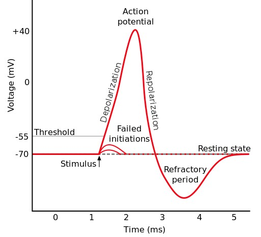 Solved Consider the following scenario: Ligand-gated Na+ | Chegg.com