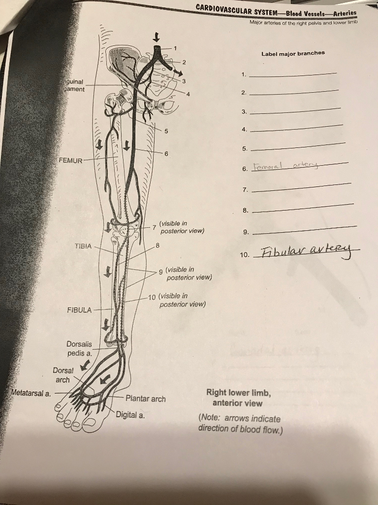 Solved CARDIOVASCULAR SYSTEM- Blooed Vessels-Arteries Major | Chegg.com