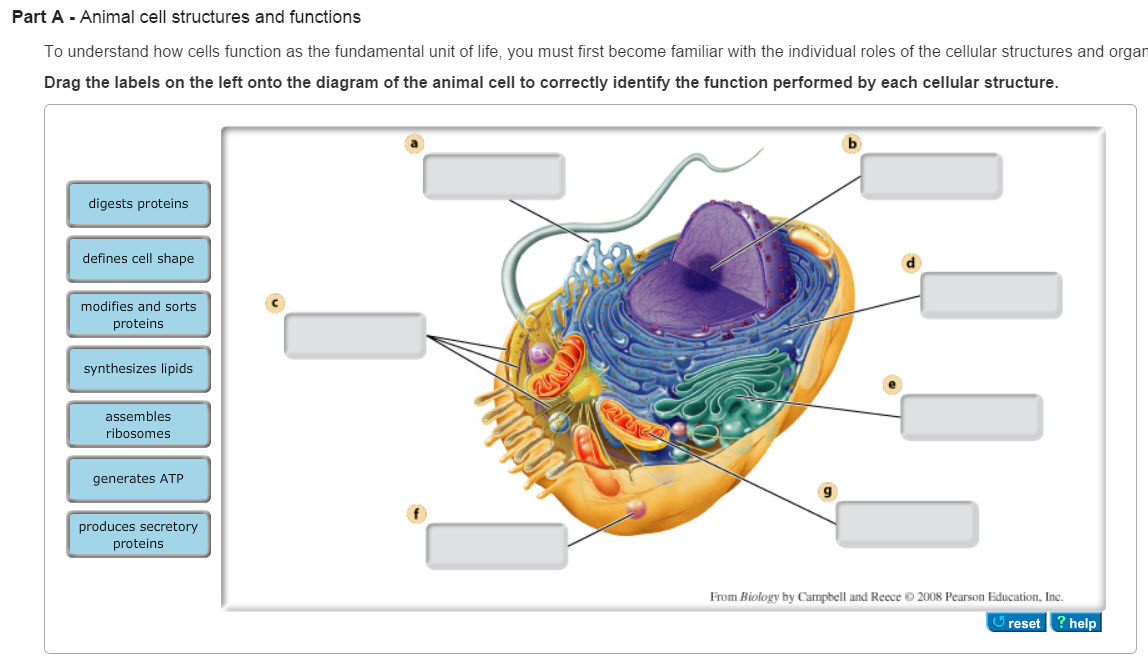 tour of animal cell mastering biology
