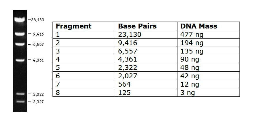 Solved Be sure to label the sizes of the marker fragments | Chegg.com