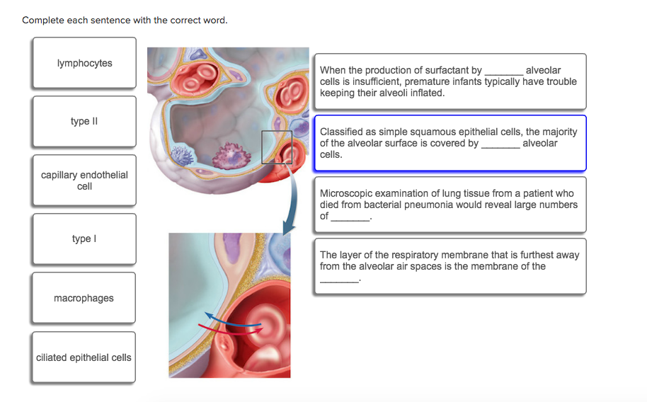 Anatomy In A Sentence