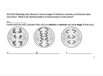 Solved All of the following cells. shown in various stages | Chegg.com