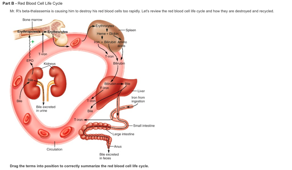 solved-part-b-red-blood-cell-life-cycle-mr-r-s-chegg