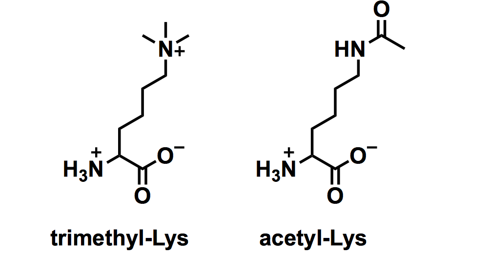 The side chain of lysine can undergo a variety of