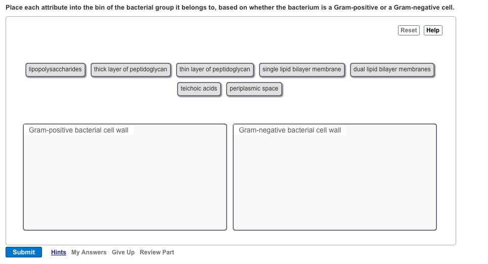 Solved Place each attribute into the bin of the bacterial