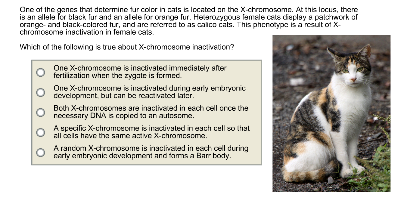 Solved One of the genes that determine fur color in cats is