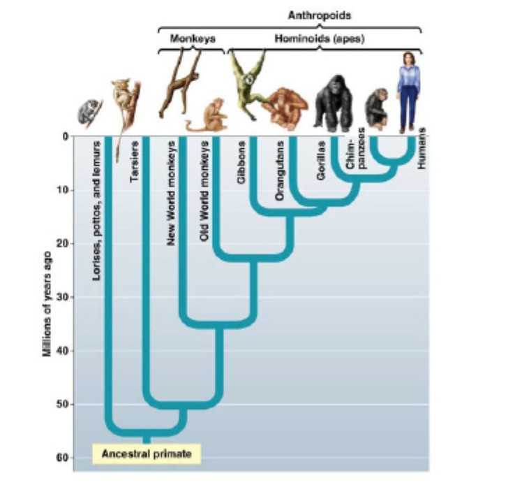 Solved Using the phylogeny, recognize why Hominoids are | Chegg.com