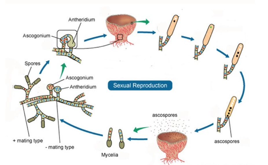 Solved On the diagram below, indicate (with the appropriate | Chegg.com