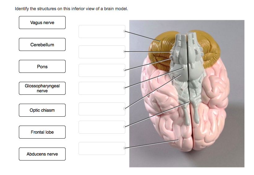 Brain Model Inferior Inferior Brain Model