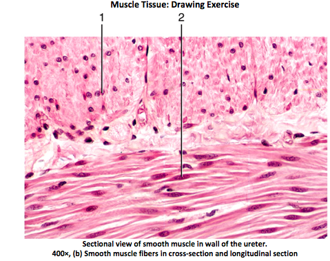 Smooth Muscle Tissue Drawing