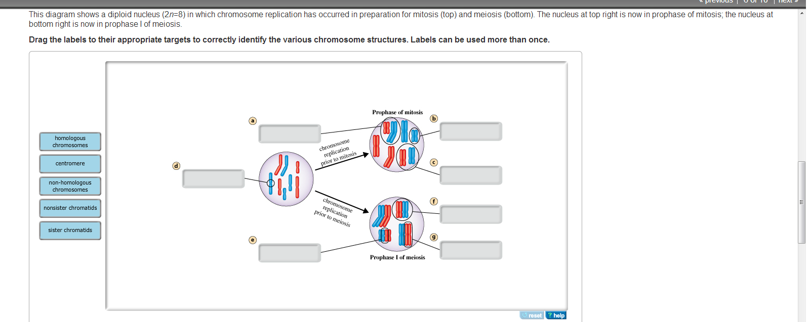 Solved This Diagram Shows A Diploid Nucleus 2n 8 In Whi