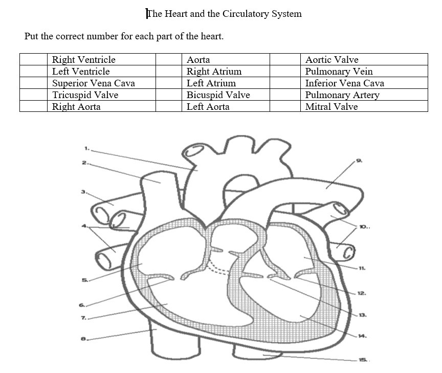 Solved The Heart and the Circulatory System Put the correct | Chegg.com