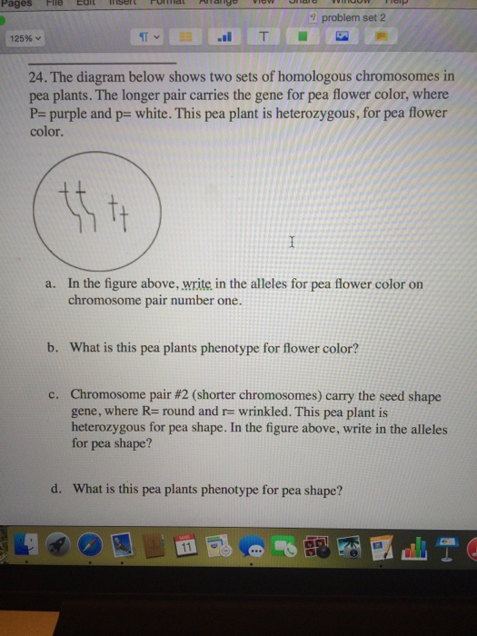 Solved 24. The diagram below shows two sets of homologous | Chegg.com