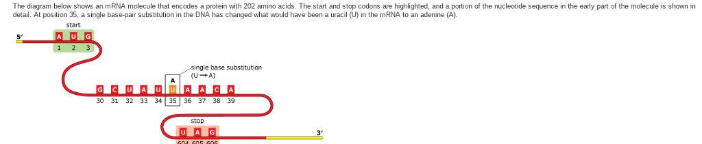 solved-the-diagram-below-shows-an-mrna-molecule-that-encodes-chegg