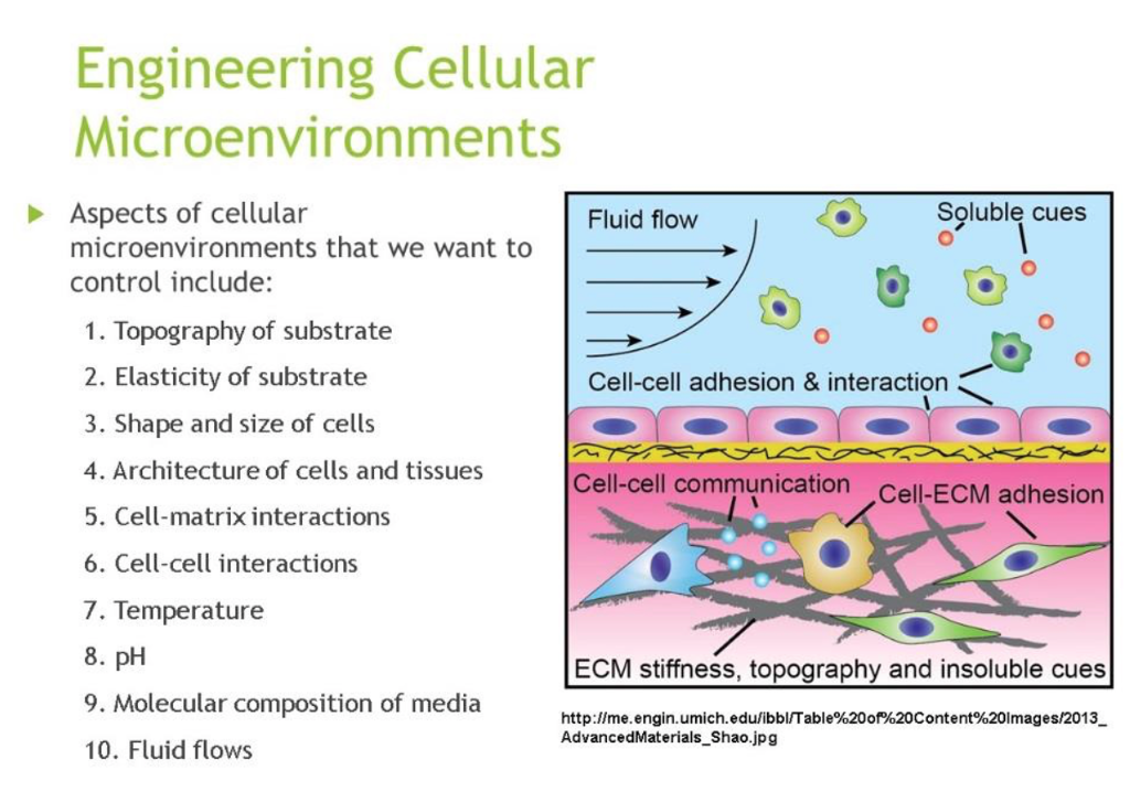 We Often Engineer Tissues In 2d To Ask Questions Such