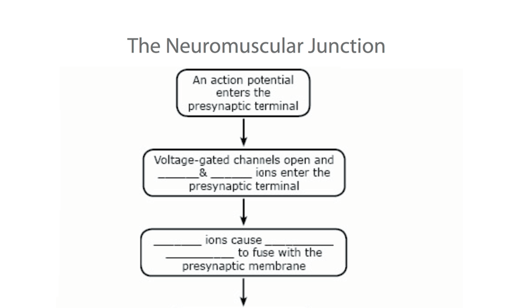 Solved The Neuromuscular Junction An action potential enters | Chegg.com