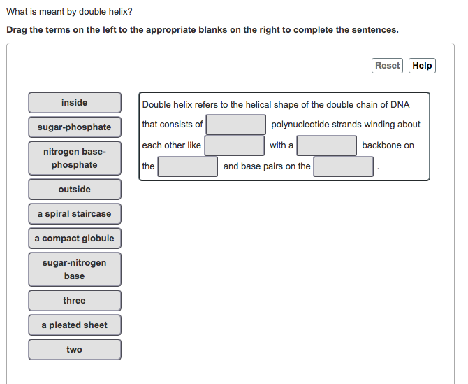 Solved What is meant by double helix? Drag the terms on the