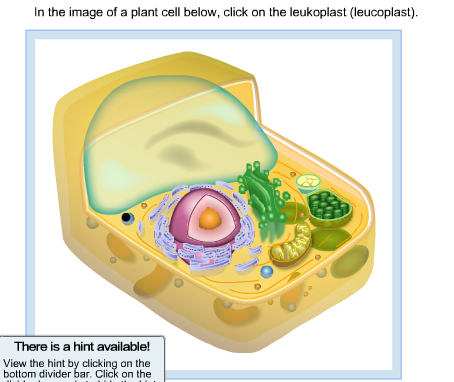 Leucoplast In Plant Cell