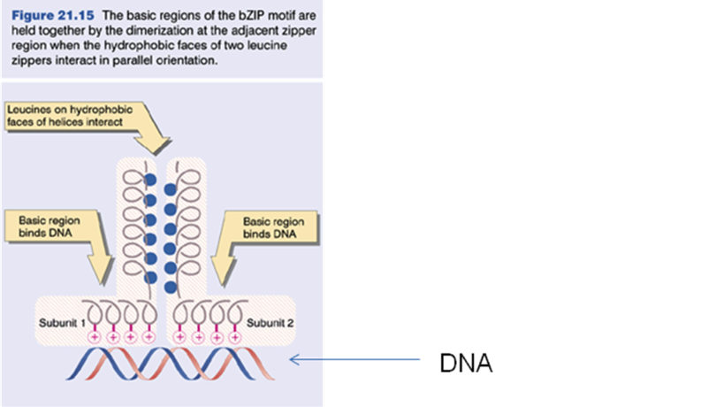 Solved Figure 21.15 The basic regions of the bZIP motif are | Chegg.com
