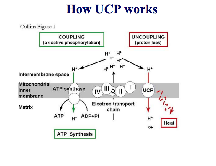 Uncouplers Of Oxidative Phosphorylation 6510