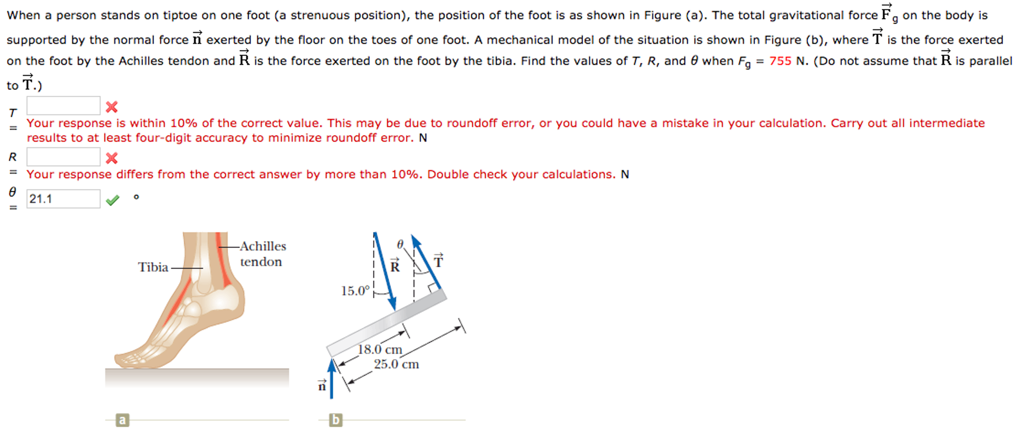 Solved When A Person Stands On Tiptoe On One Foot (a | Chegg.com