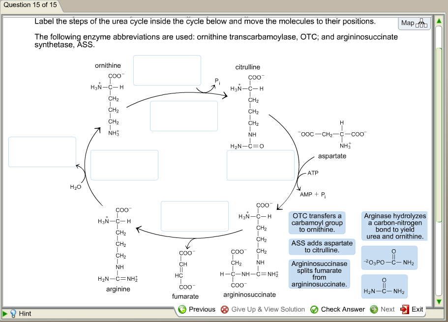 Steps Of The Urea Cycle