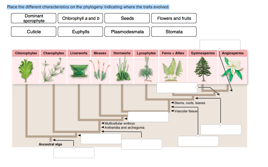 Solved Place the different characteristics on the phylogeny | Chegg.com