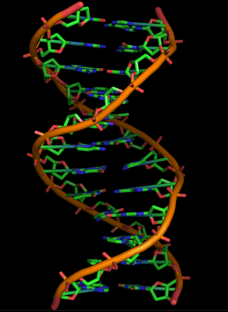 Solved Label the DNA structure to indicate where the (a) | Chegg.com