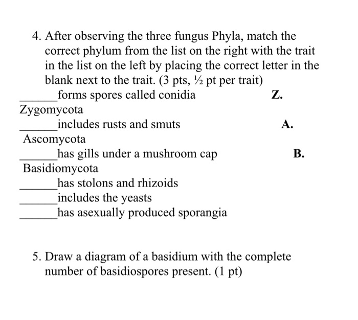 Solved After observing the three fungus Phyla, match the | Chegg.com