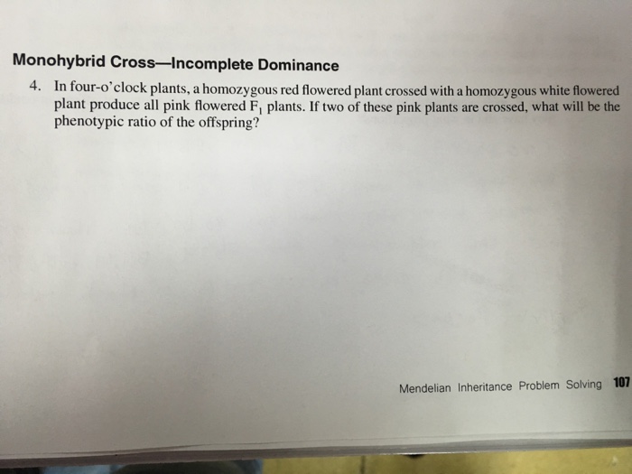 Solved In fouro'clock plants, a homozygous red flowered