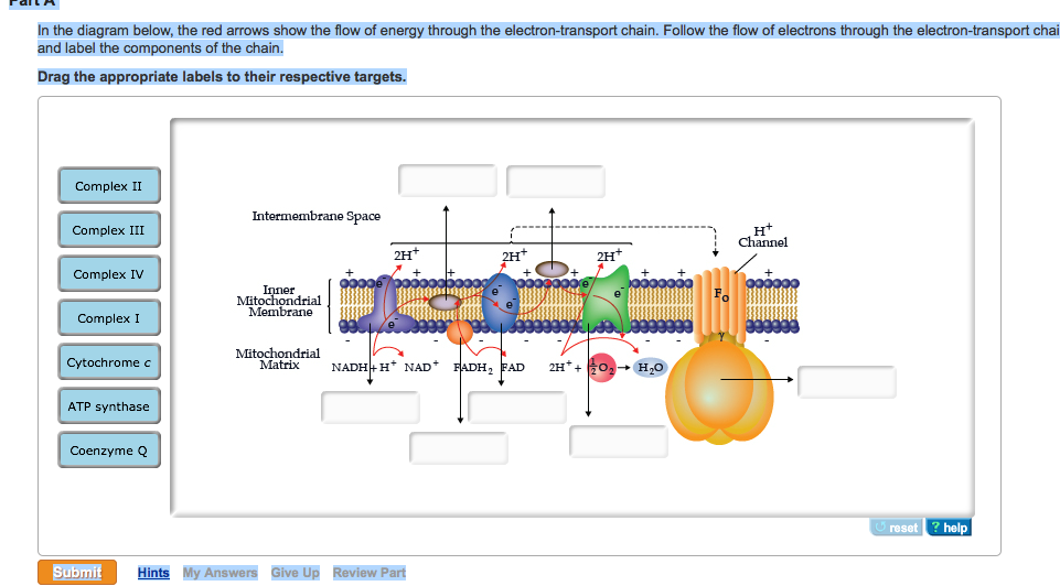 Solved In the diagram below, the red arrows show the flow of | Chegg.com