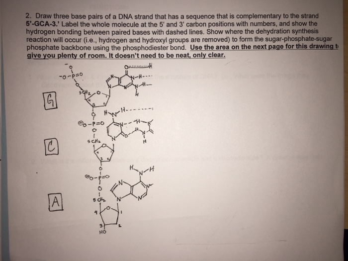 Solved Draw three base pairs of a DNA strand that has a | Chegg.com