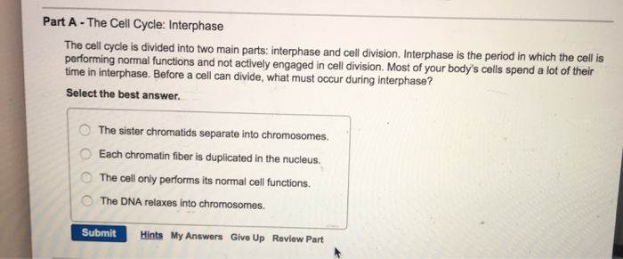 Solved The cell cycle is divided into two main parts: | Chegg.com