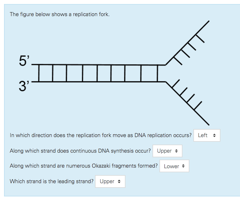 Solved The Figure Below Shows A Replication Fork 5' 3" In | Chegg.com