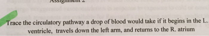 Solved Trace the circulatory pathway a drop of blood would | Chegg.com