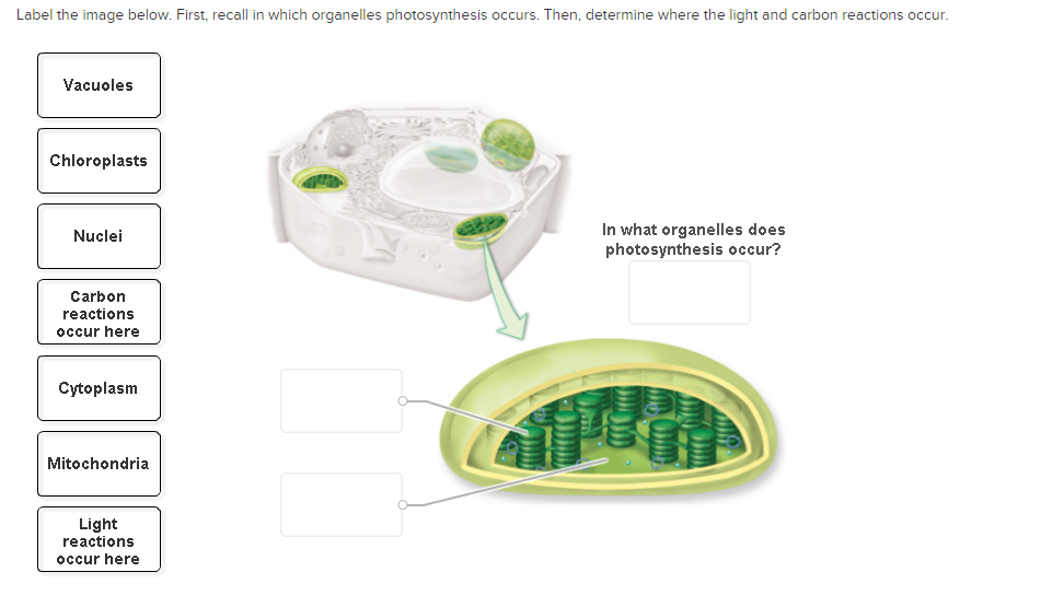 Solved Below is an image of the light reactions in the