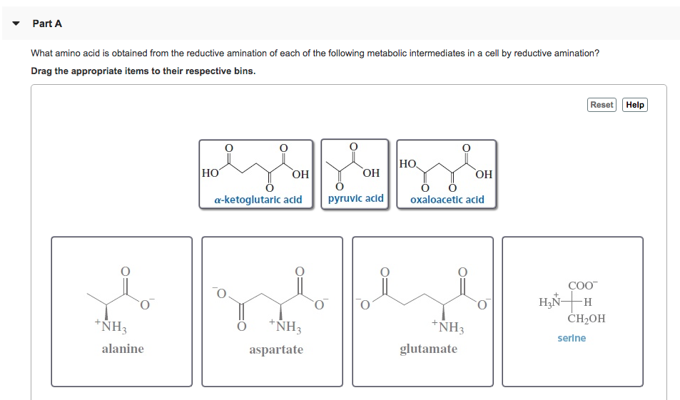 Solved Part A What amino acid is obtained from the reductive