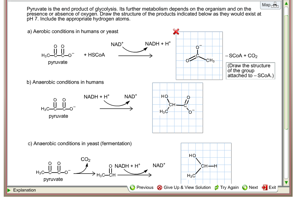 Solved Pyruvate is the end product of glycolysis. Its