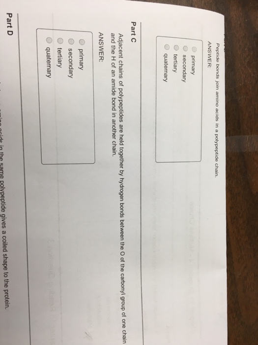 Solved Peptide bonds join amino acids In a polypeptide