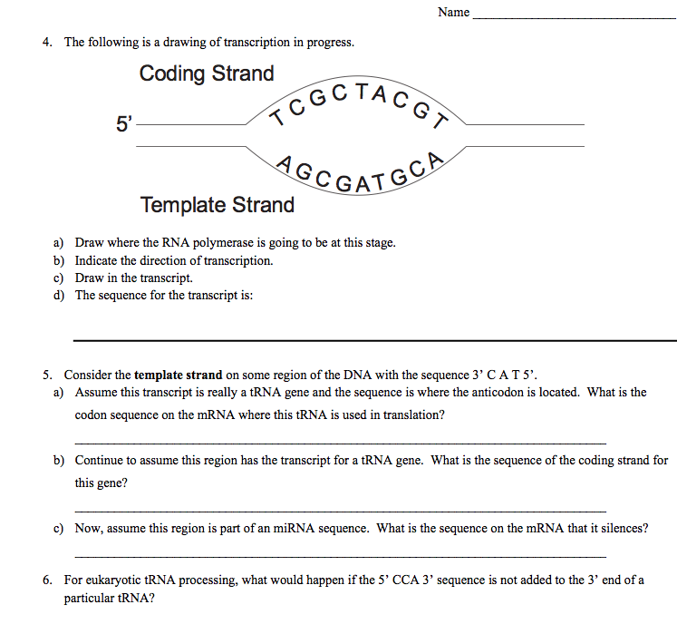 Solved 4. The following is a drawing of transcription in | Chegg.com