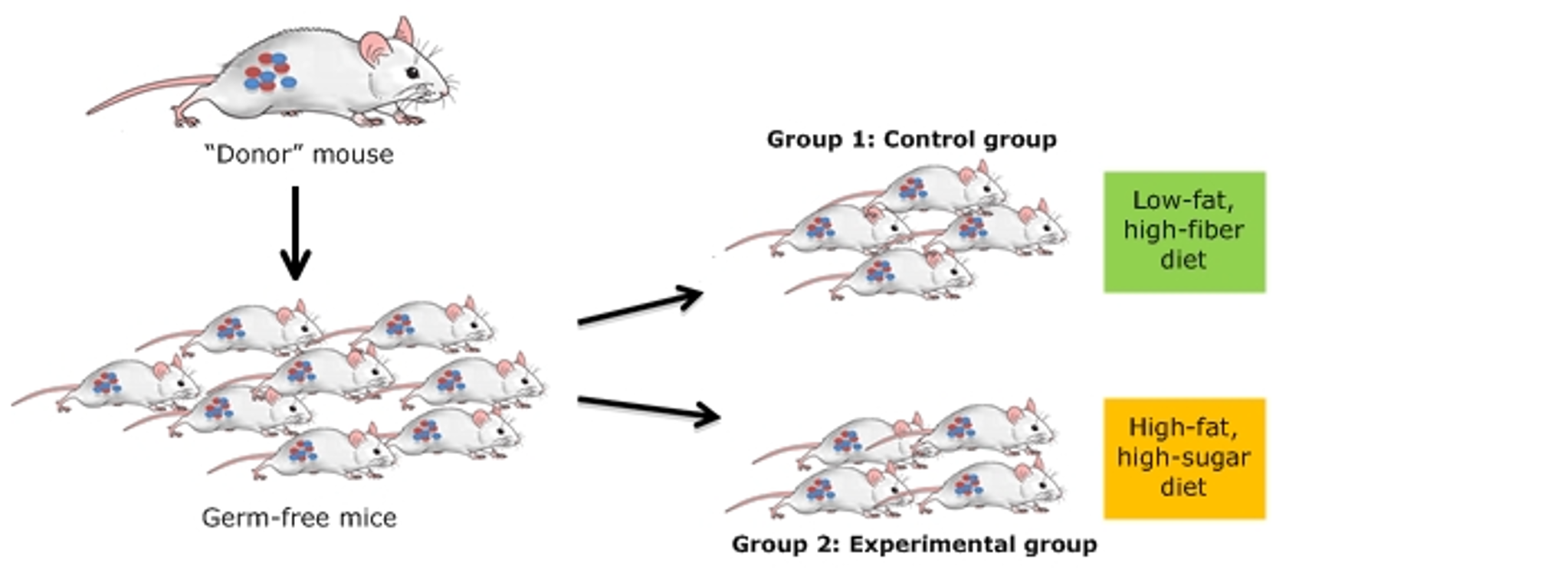 in an experiment two groups of mice