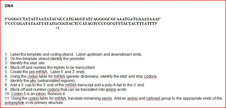 Solved DNA Sequence - Gene to | Chegg.com
