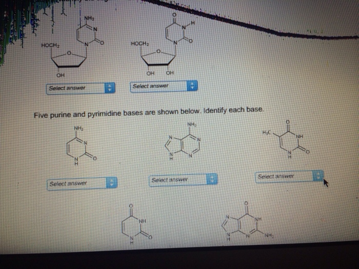 Solved Five purine and pyrimidine bases are shown below.