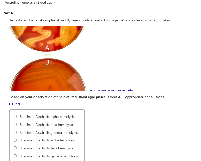 Solved Interpreting hemolysis (Blood agar) Part A Two