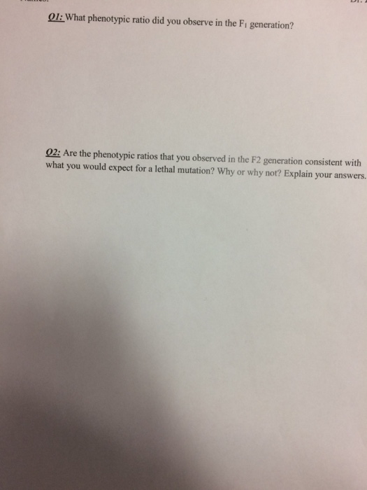 What phenotypic ratio did you observe in the F_1